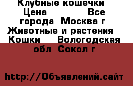 Клубные кошечки › Цена ­ 10 000 - Все города, Москва г. Животные и растения » Кошки   . Вологодская обл.,Сокол г.